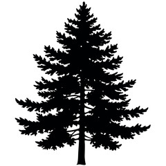 Obraz premium Pine-tree-silhouette 