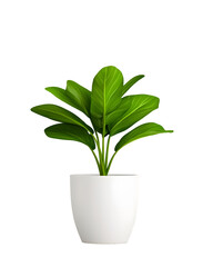 Lush potted plant with verdant foliage