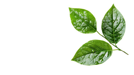 Fototapeta premium Fresh Green Leaves with Water Drops