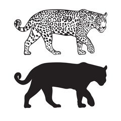 Fototapeta premium Vector drawing of Brazilian jaguar in black, white and silhouette with transparent background-01.eps