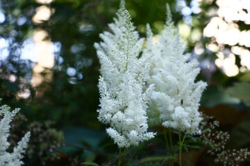 It is dazzling a white astilbе in a summer flower bed. Magnificent inflorescences.