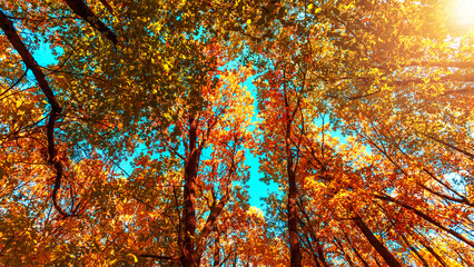 Autumn forest background. Vibrant color oak tree, red orange foliage in fall park. Nature change scene. Yellow leaves in October season Sun in blue sky Sunny day weather, bright light banner.