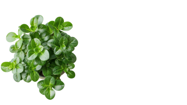 Close-up of Lush Green Plant