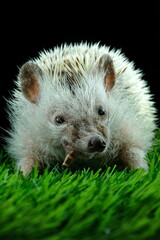 This image shows a small, light-colored hedgehog with short spines. It has a pointed snout, small dark eyes, and rounded ears, 11 April 2025 Indonesia