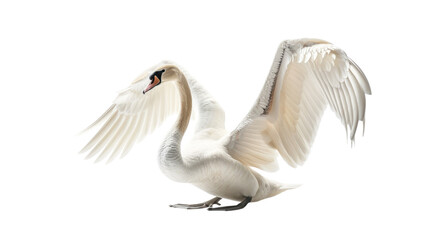 Majestic Swan in Flight - A Stunning White Bird