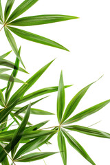 Fototapeta premium Closeup of Lush Green Tropical Leaves