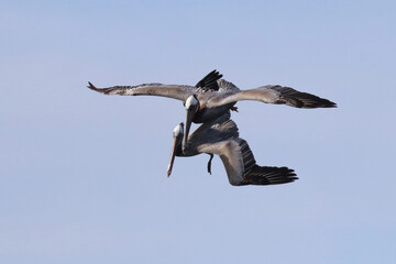 Two pelicans flying close together, jockeying for position to dive for a fish