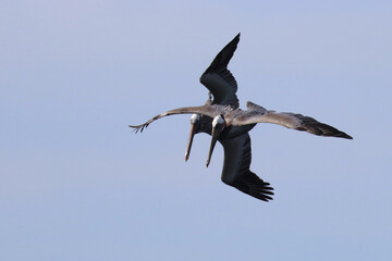 Two pelicans flying close together, jockeying for position to dive for a fish