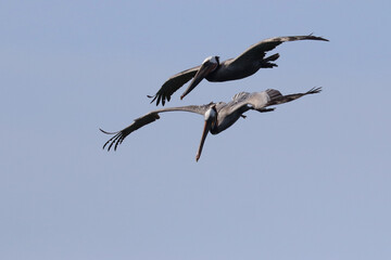 Two pelicans flying close together, blue sky background