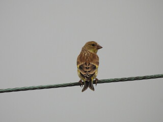 Oriental greenfinch on a power line