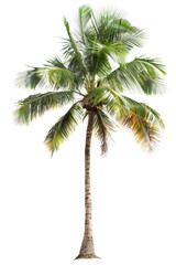 Majestic Coconut Palm Tree Image
