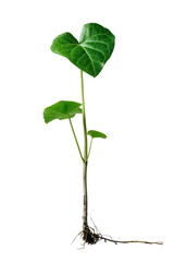 A Striking Young Plant in Full Bloom