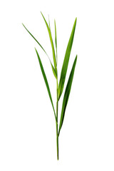 Obraz premium Closeup of a vibrant green plant stem