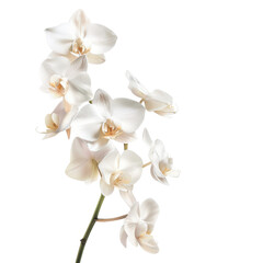 Delicate White Orchids: A Stunning Floral Display