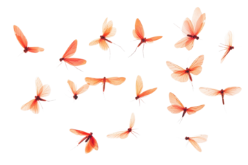 Flying mosquitoes isolated on white background