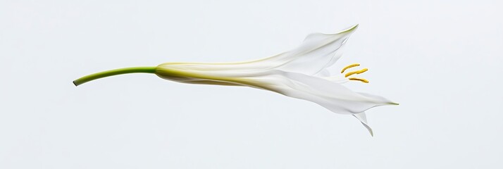 Close-up of a white flower isolated against a blank background, for natural beauty images