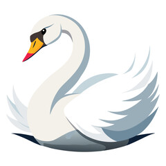 Swan bird isolated on white background
