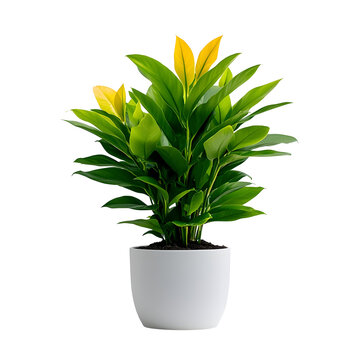 Fototapeta Potted plant with lush foliage and yellow flowers