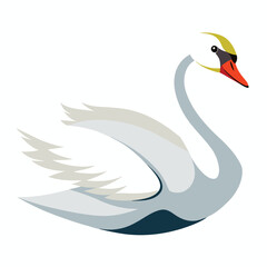 Swan bird isolated on white background