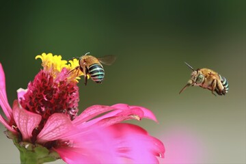 bee on a flower