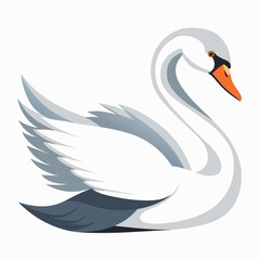 Swan bird isolated on white background