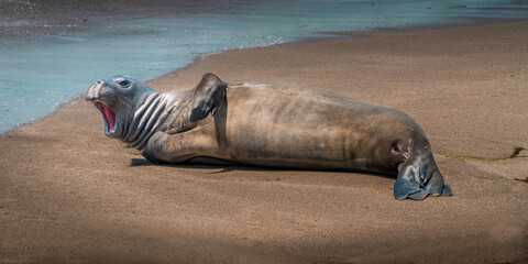 A growling sea lion on a California beach. The marine mammal resonant growl echoed across the sandy beach when we came close