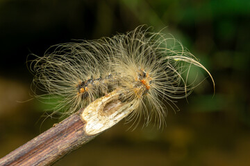 close up of caterpillar