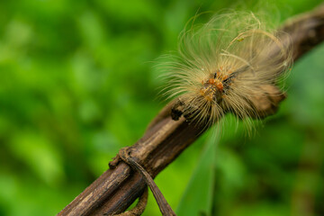 close up of caterpillar