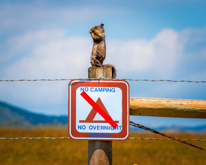 Squirrel on a fence post above a No Camping Sign
