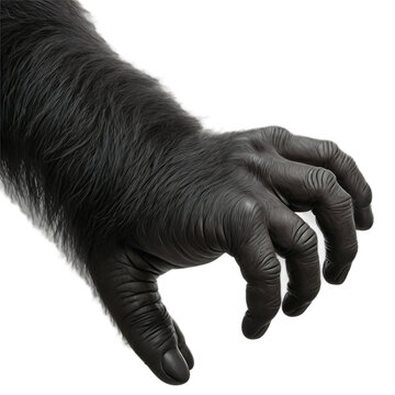 A close up of a gorilla's hand reaching outward, strong fingers, detailed texture, powerful yet gentle expression, jungle setting