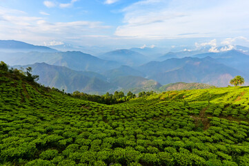 Magical green tea bushes with layers of blue mountain.