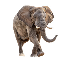 Obraz premium An elephant charging forward with determination, showcasing its strength and power in a dynamic, action-filled moment