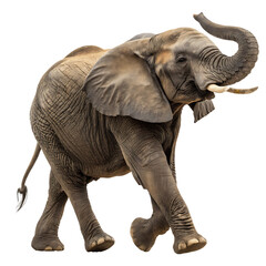 Fototapeta premium An elephant flapping its ears to cool down, with motion captured to show its natural behavior and graceful strength