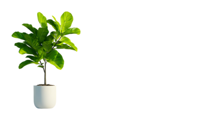 Potted tropical plant specimen in a plain studio setting