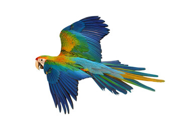 Colorful flying Camelot Macaw parrot isolated on transparent background png file	