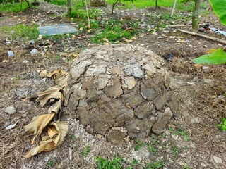 A dome-shaped soil mound prepared for planting a tree in a rural garden area in Mekong Delta Vietnam.