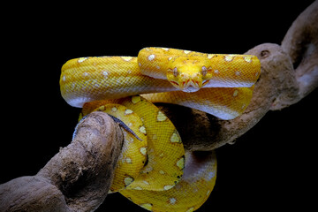Closeup Viper snake