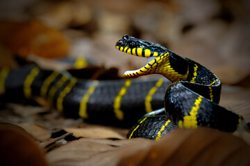 Closeup Viper snake