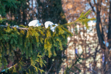 Green fir branches in winter covered with snow