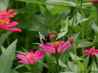 Pellucid Hawkmoth Pollinating Pink Zinnia Flower in Bloom