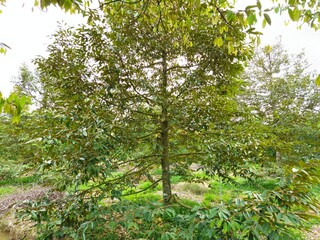 A healthy durian tree stands tall in a lush, green orchard, with dense branches and leaves in the Mekong Delta, Vietnam.