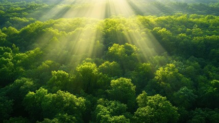Sunlight streams through lush green forest canopy.
