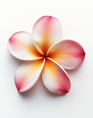 Fototapeta premium Pink and White Plumeria Flower on White Background