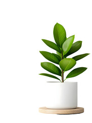 Vibrant potted plant with lush green leaves