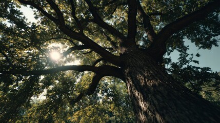 Looking Up Through Tree Branches with Sunlight Streaming Through Leaves