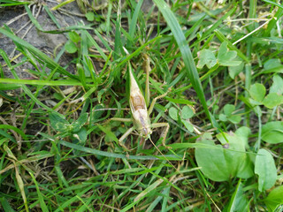 Black and yellow dot grasshoppers on the grass