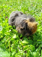 Guinea pig eating grass outside in the garden. Guinea pig Cavia porcellus