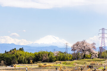 わに塚のサクラと富士山