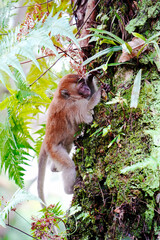 The naughty little monkey jumped up and down the tree