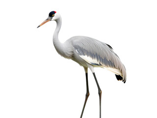 Obraz premium Majestic Crane Showcase